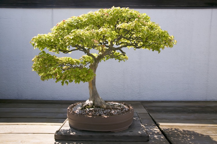  A Japanese bonsai tree is small in size but big in beauty. 