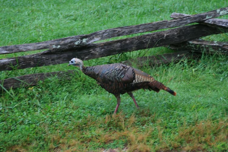 Wild turkeys were prevalent throughout the Cove and seemed ambivalent to our presence.