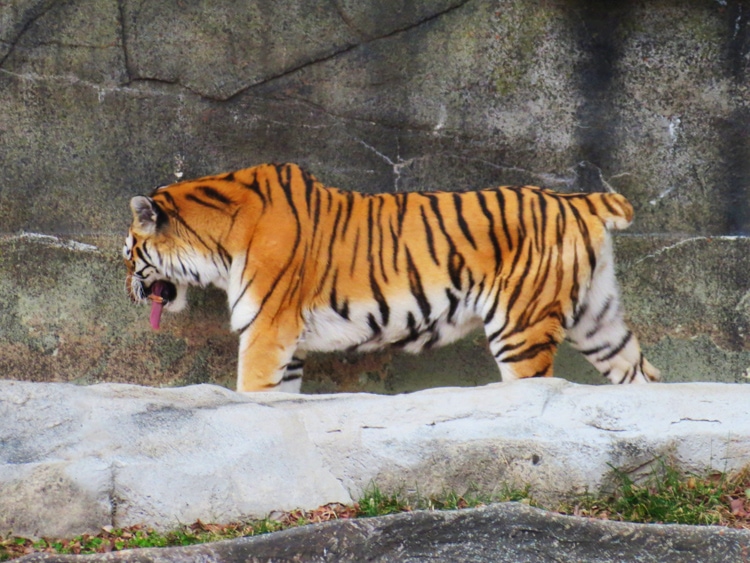  A beautifully striped Amur tiger pacing his domain