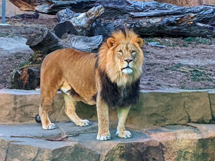 Brutus, one of two lion brothers
