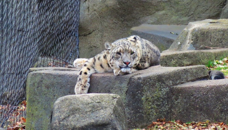  The dappled white fur of the snow leopards added to the festive season