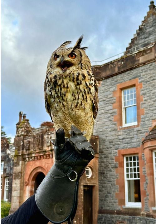 Sage the Owl. Photo by Hotel Isle of Eriska lilypads. Photo by Amy Laughinghouse