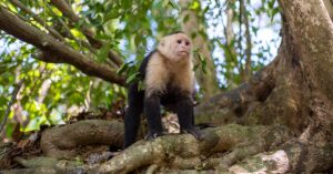 The Damas Island mangroves near Manuel Antonio provide great opportunities to spot unique wildlife such as white faced monkeys, iguanas, herons and crabs. Photo by Mirko Freund