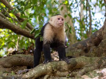 The Damas Island mangroves near Manuel Antonio provide great opportunities to spot unique wildlife such as white faced monkeys, iguanas, herons and crabs. Photo by Mirko Freund