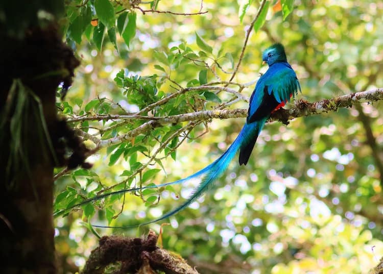 The famous, but rare resplendent quetzal – a stunning tropical bird known for their long tails and canvas of bright colours, spotted in the Monteverde Cloud Forest Biological Reserve. Photo by Brian Roth