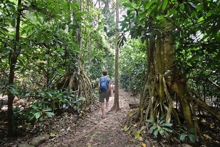 Walking through the lush forest in Carara National Park, which is a favourite among bird watchers due to the diversity of birds, including the scarlet macaw. Photo by Pamela Roth