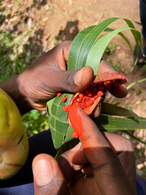 Women make lipstick from the Annotto plant