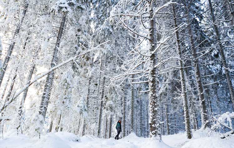 Forest filled with snow in Finland