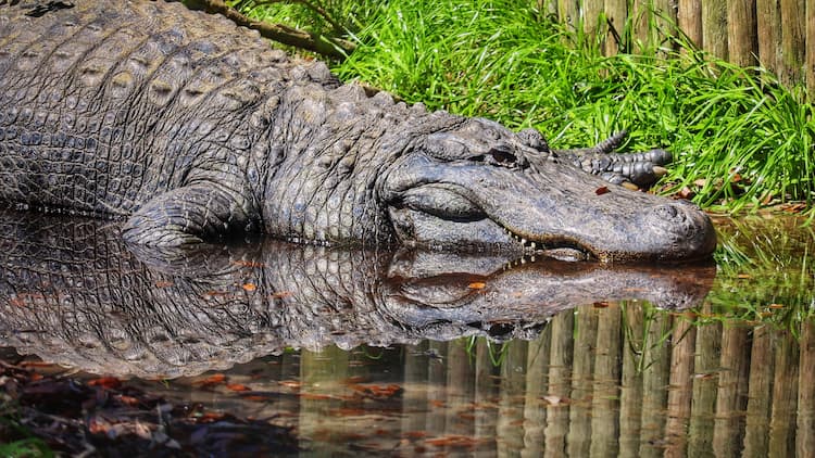 Alligator and reflection in St Augustine, Florida. Photo by Jonathan Mast, Unsplash