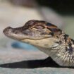 Baby alligator, photographed at 'gatorpark' in Orlando, Florida, Pinterest. Photo by Sieuwert Otterloo, Unsplash