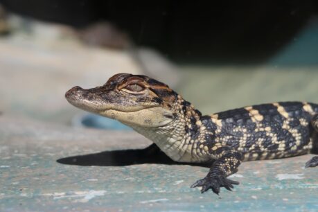 Baby alligator, photographed at 'gatorpark' in Orlando, Florida. Photo by Sieuwert Otterloo, Unsplash