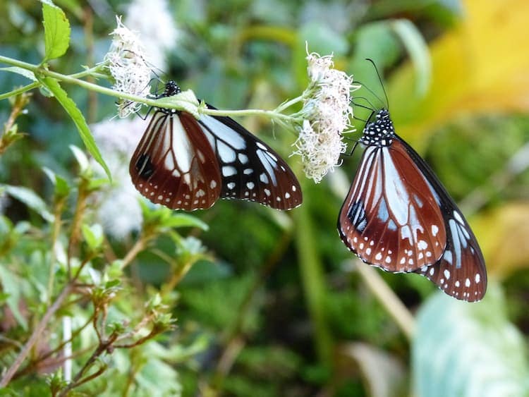 Butterflies along the trail. Photo by Don Mankin