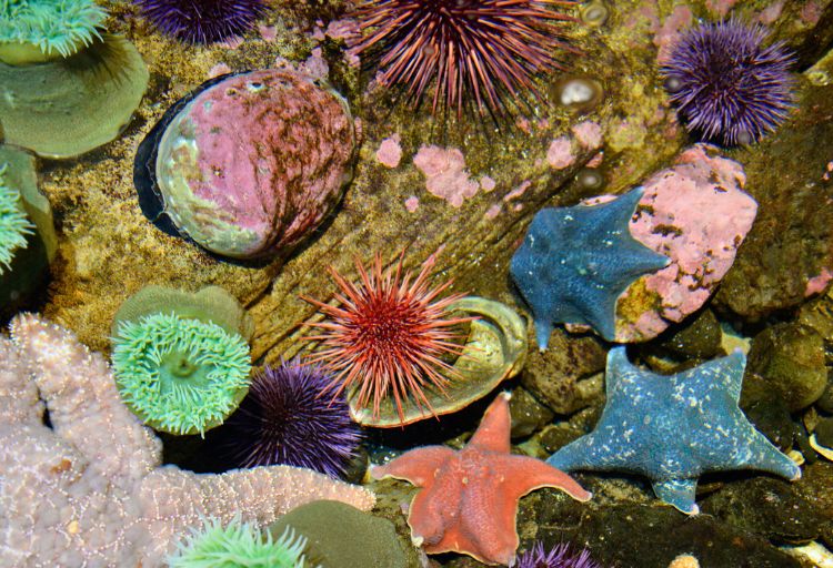 Colorful marine life in tide pool exhibit at Oregon Coast Aquarium. Photo by iStock