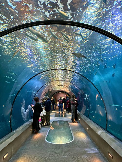 Fish of all shapes and sizes surround you as you walk through the tunnel in the Oregon Coast Aquarium. Photo by Debbie Stone
