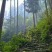 Kumano Kodo in Wakayama, Japan, Pinterest. Photo by Susan L Span, iStock