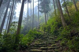 Glutes on Fire on the Kumano Kodo Trail (Japan)