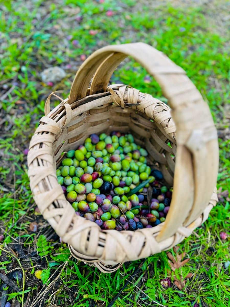 Basket of just-picked olives