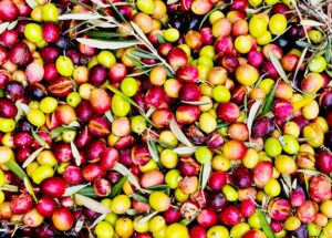 Olive experience closeup of olives