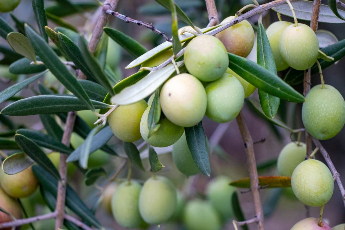 Olive oil experience - a cluster of olives in the field