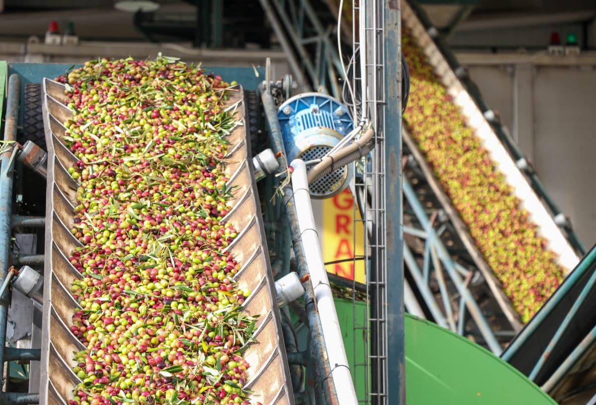 Olives are transported into the maill to be processed into olive oil
