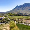 Stellenbosch South Africa vineyards