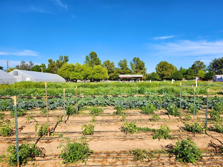 The gardens at Schnepf Farms. Photo by Carrie Dow.  