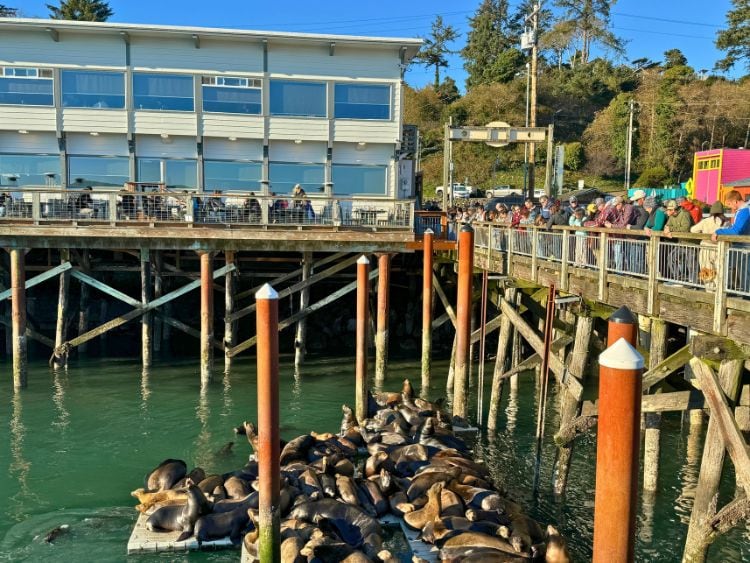 The sea lions at Newport's Bayfront are popular with visitors.

Photo by Debbie Stone