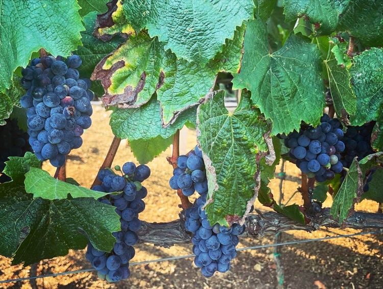 16 varieties of grapes grow at El Cielo Resort and Winery
