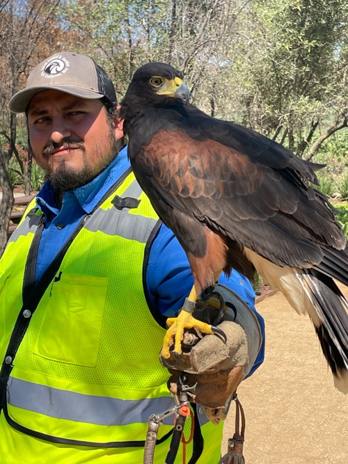 Learn about El Cielo Resort and Winery's Falconry program.