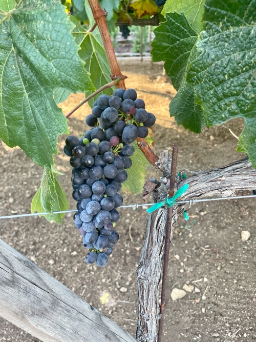 Learn all about El Cielo's grapes growing in Valle de Guadalupe