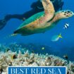 BEST RED SEA DIVE SITES