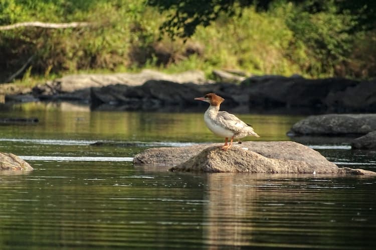 Bird in Maine. Photo by Cindy Skidgel, Unsplash