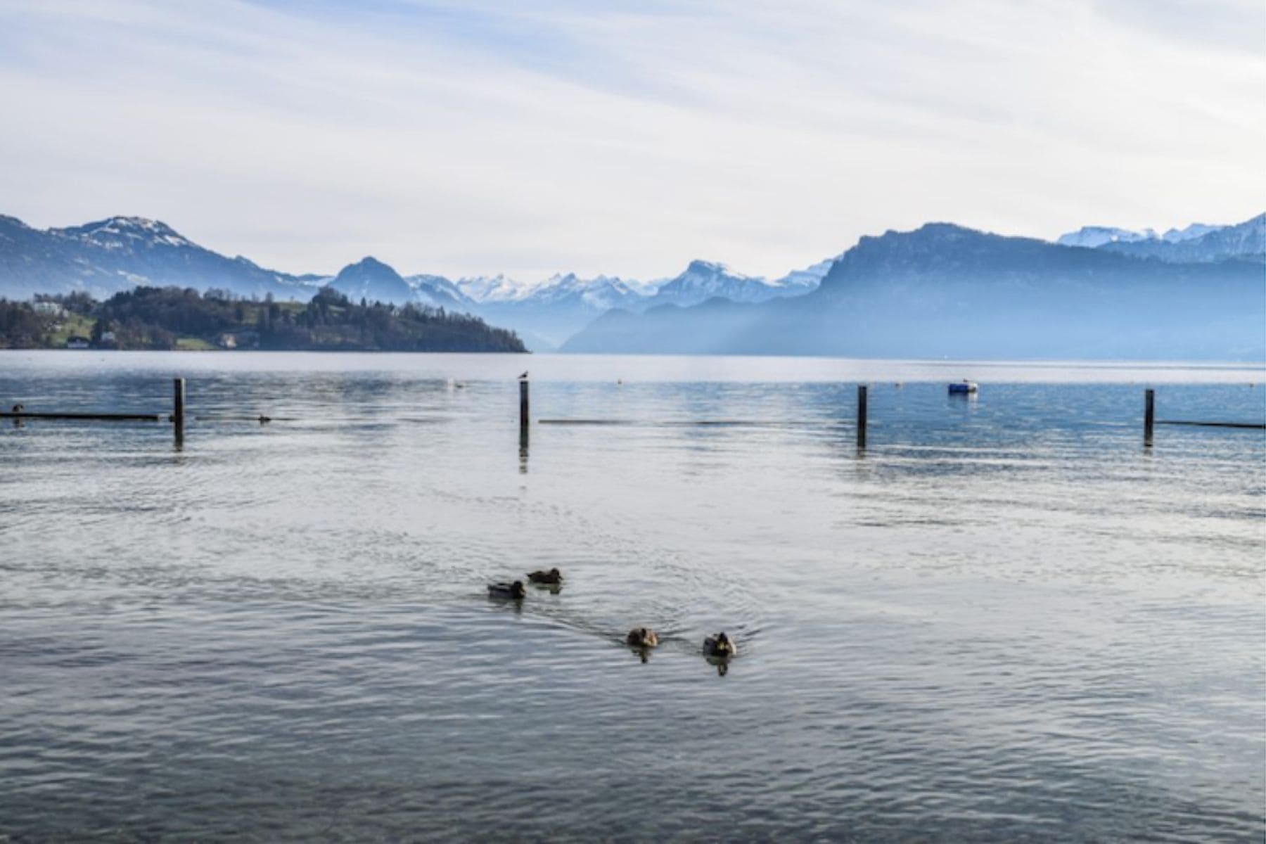 Ducks swimming in Lake Lucerne. Photo by Amy Aed