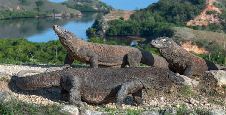 Komodos are the largest lizards in the world. Photo by Canva