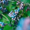 Maine blueberries, Pinterest. Photo by Ty Finck, Unsplash