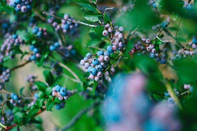 Maine blueberries. Photo by Ty Finck, Unsplash