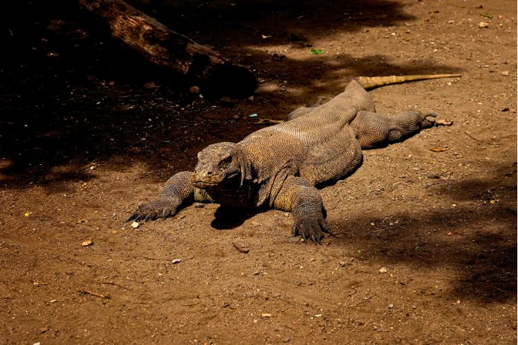 Massive Komodo dragon basking in the sun. Photo by Canva