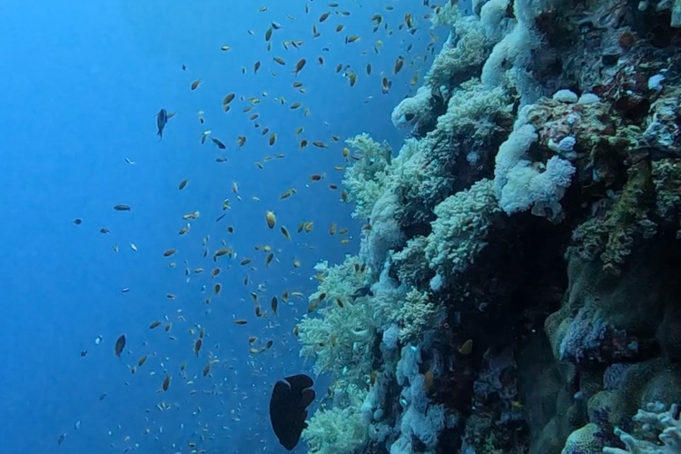 A school of colourful fish in front of a wall of multicoloured coral in Little Brother Island, Hurghada