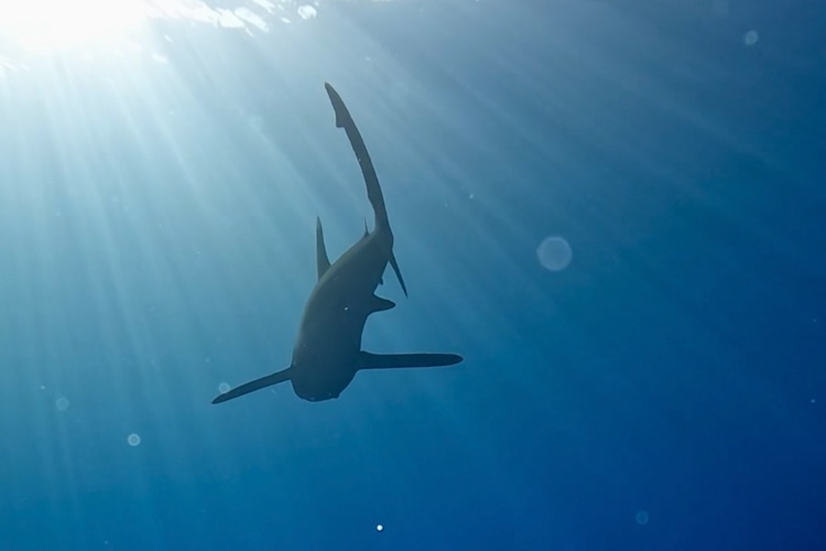 Underside view of an oceanic white tip shark in Dydalys, Marsa Alam.