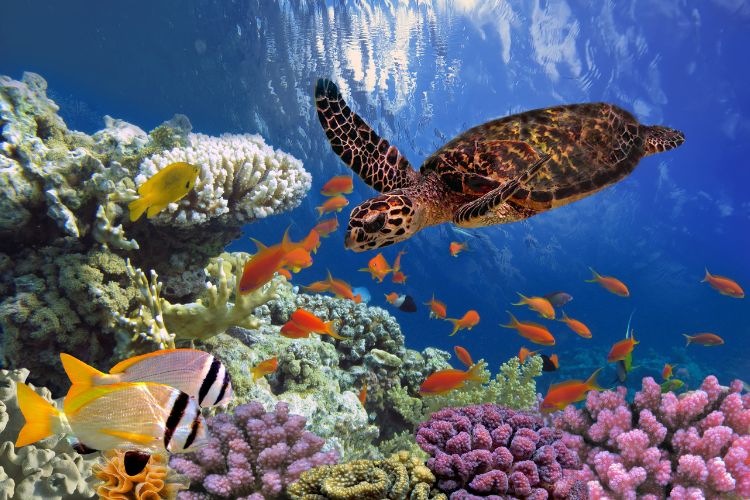 Turtle in the Red Sea
