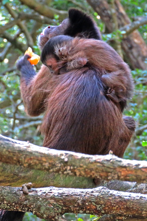  The Monkeyland wildlife sanctuary in the Crags area outside Plett.