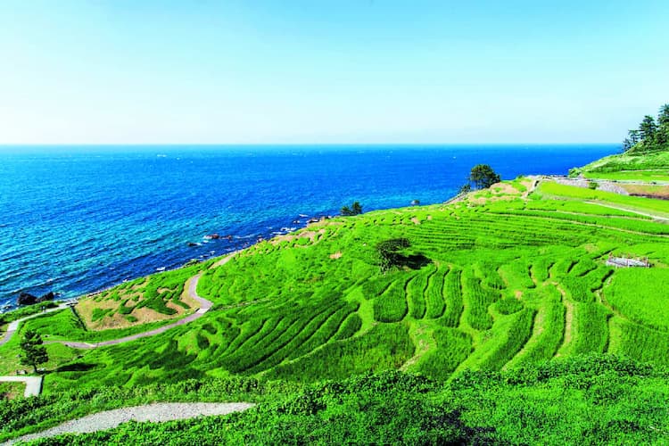 The Shiroyone Rice Terraces in the Noto Peninsula offer sweeping views of the Sea of Japan. Photo courtesy of Ishikawa Prefecture