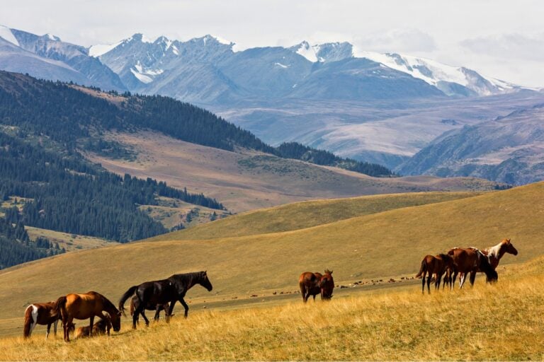 Wild horses in rural Kazakstan. Photo by Ozbalci from Getty Images Pro via Canva