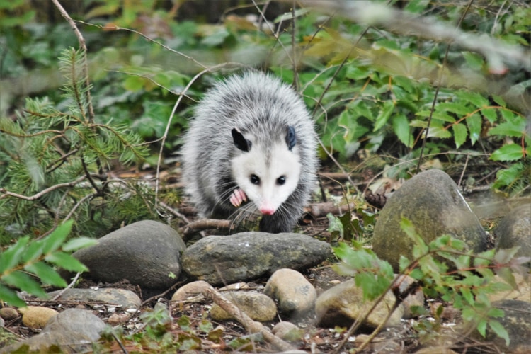 Possum