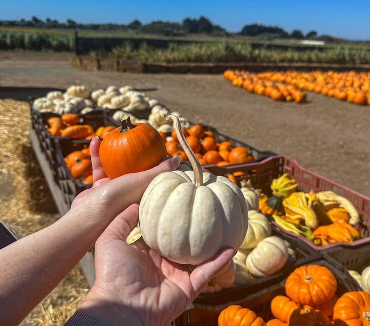 Farmer John's Pumpkin Farm offered a number of varieties to take home. Photo by Julie Dee Suman.