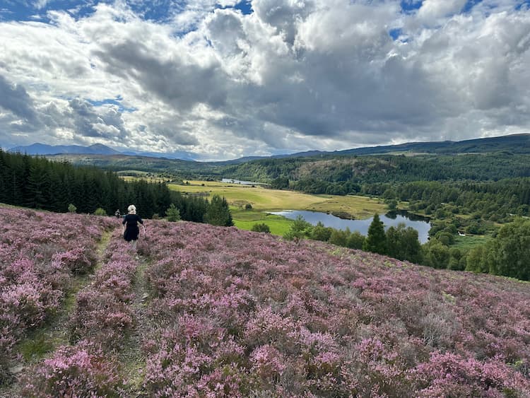 Katherine hikes through heather on the way down Wee Hill. Photo by Don Mankin