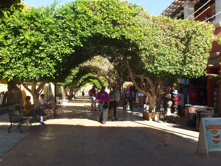 Loreto's ficus tree-lined pedestrian walkway is very popular with locals and tourists alike. With its benches and shade canopy, it is pleasant year-round. Photo by Irene Middleman Thomas 