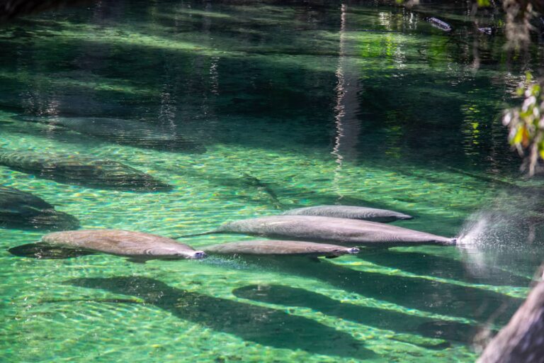 Manatees at Blue Springs. Photo by R.C. Staab