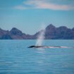 Whale Watching in Baja, California. Photo by Canva