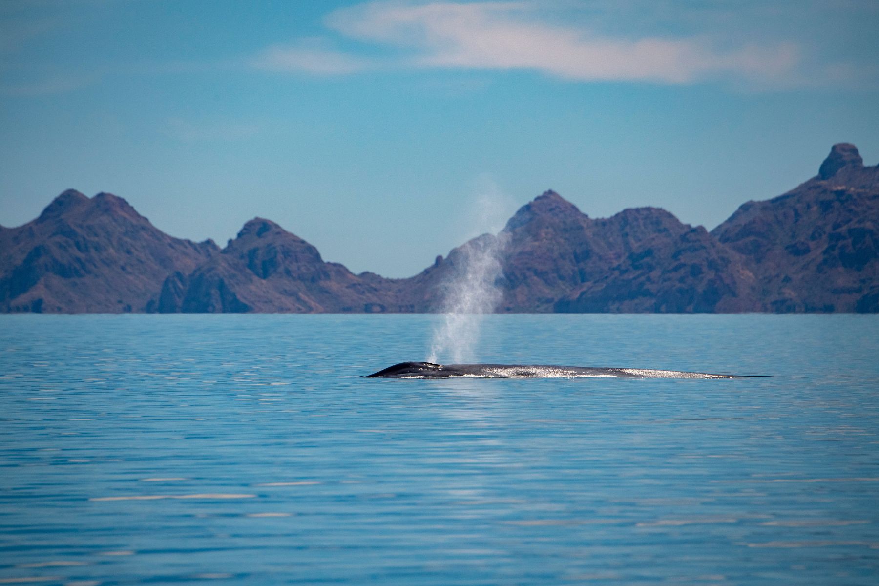 البحث عن الحيتان الزرقاء والرمادية في خليج كاليفورنيا (بحر كورتيس)